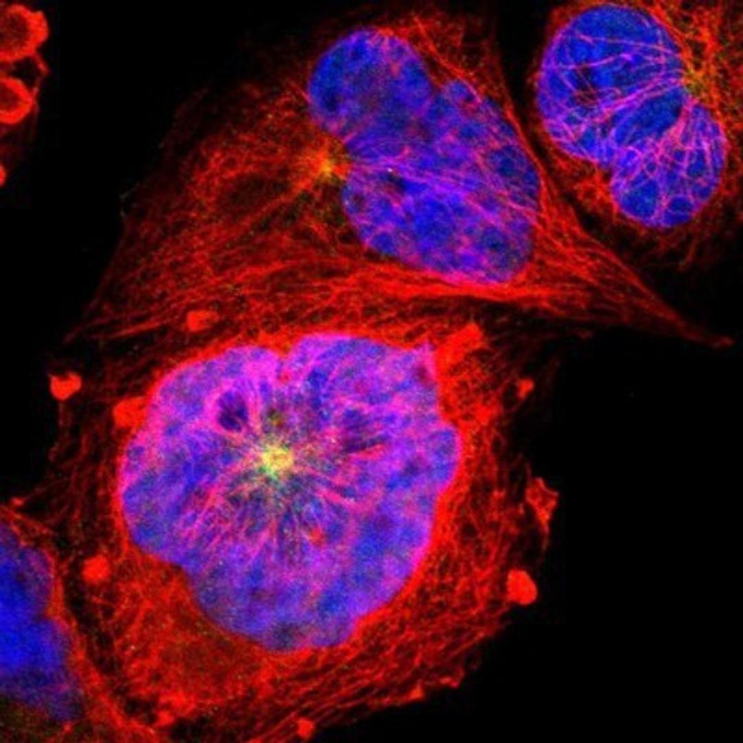 Immunocytochemistry/Immunofluorescence: SYTL4 Antibody [NBP1-86176] - Staining of human cell line A-431 shows positivity in nucleus but not nucleoli, cytoplasm & centrosome.