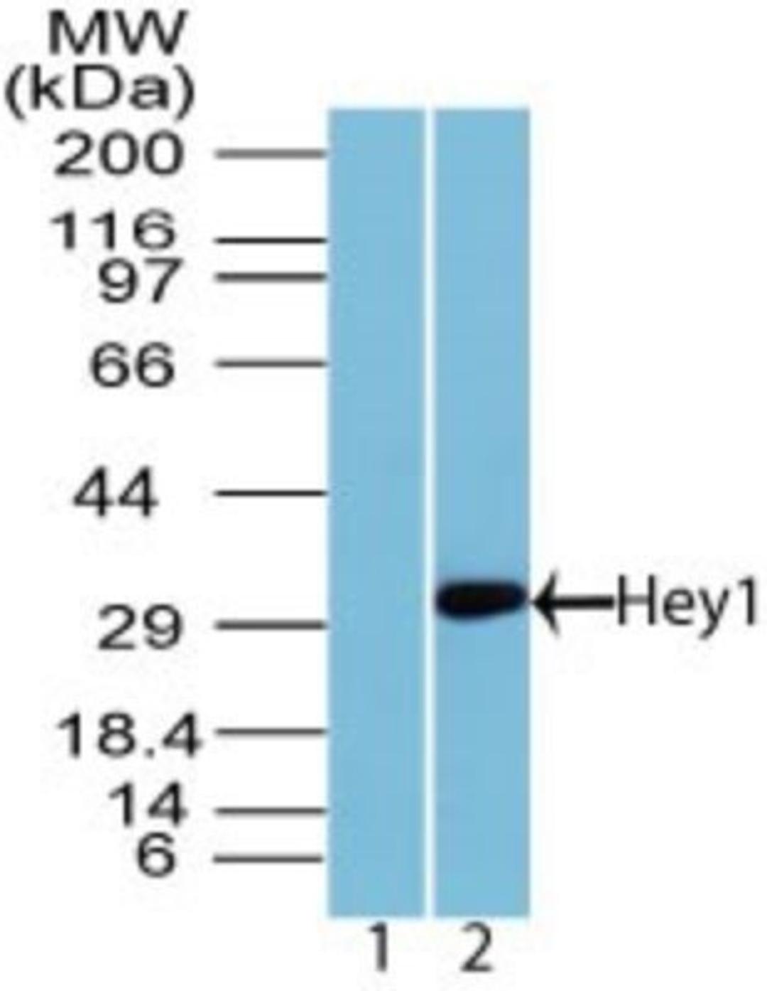 Western Blot: HEY1 Antibody [NBP2-27152] - Analysis of Hey1 in mouse embryo brain lysate using 1) preimmune sera at 1:5000 dilution and 2) purified NBP2-27152. Goat anti-rabbit Ig HRP secondary antibody and PicoTect ECL substrate solution were used for this test.