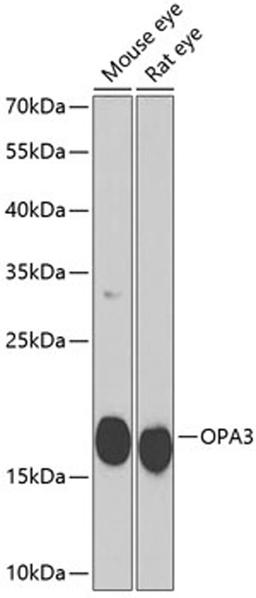 Western blot - OPA3 antibody (A7997)