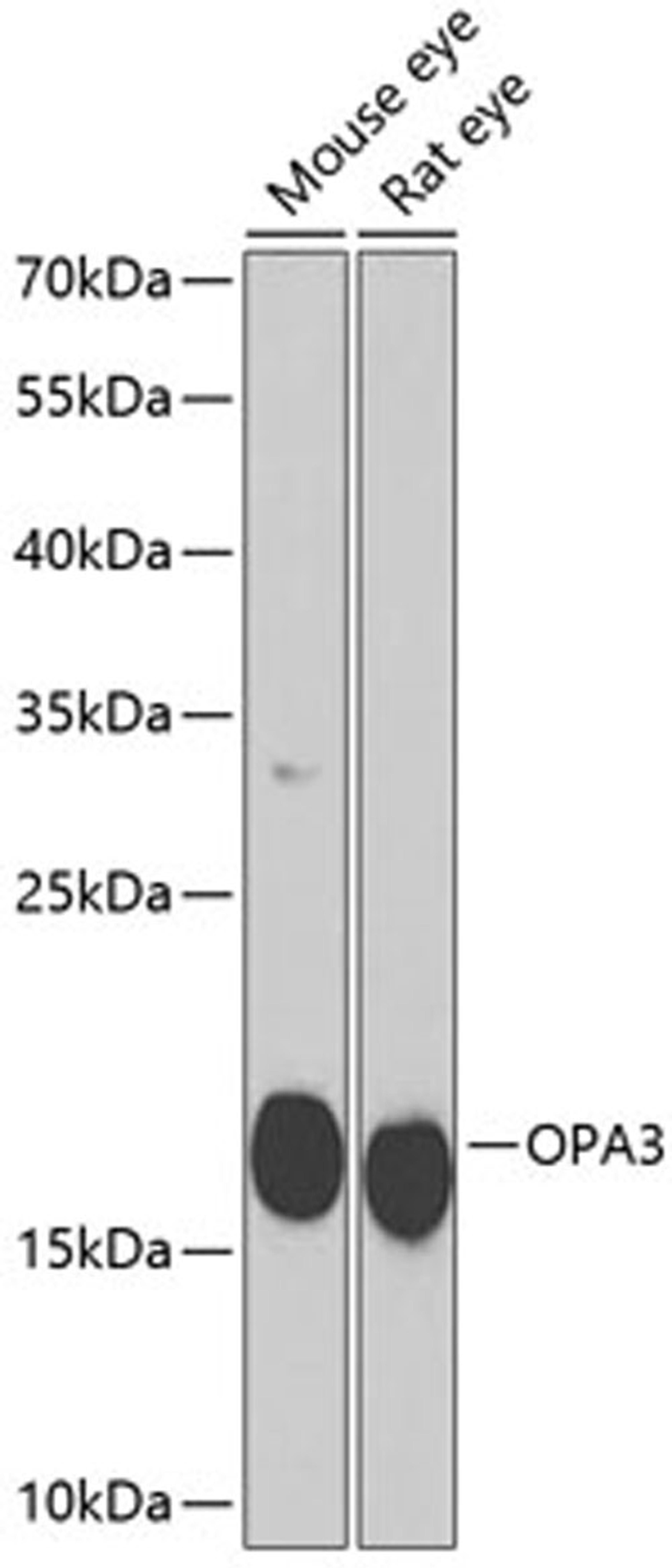 Western blot - OPA3 antibody (A7997)