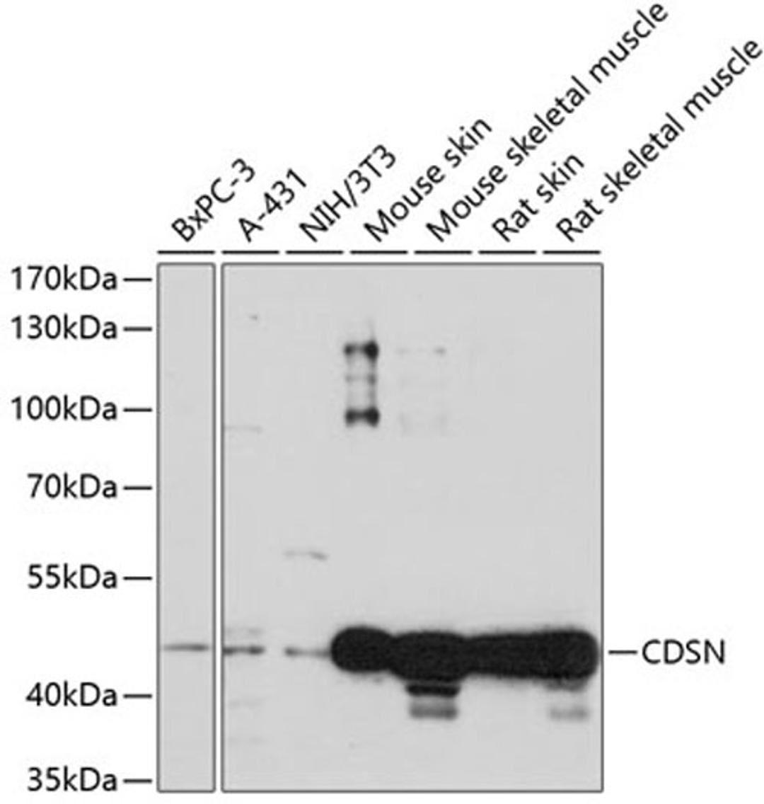 Western blot - CDSN antibody (A14602)