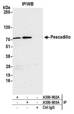 Detection of human Pescadillo by western blot of immunoprecipitates.