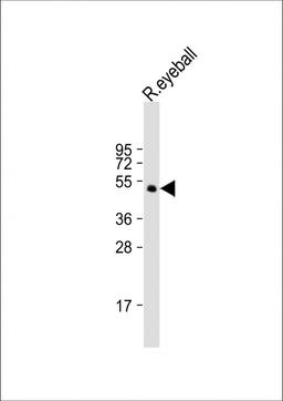 Western Blot at 1:2000 dilution + rat eyeball lysate Lysates/proteins at 20 ug per lane.