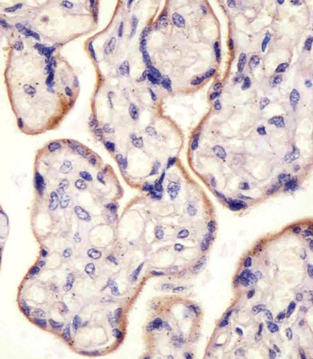 Antibody staining CD71 in human placenta tissue sections by Immunohistochemistry (IHC-P - paraformaldehyde-fixed, paraffin-embedded sections).