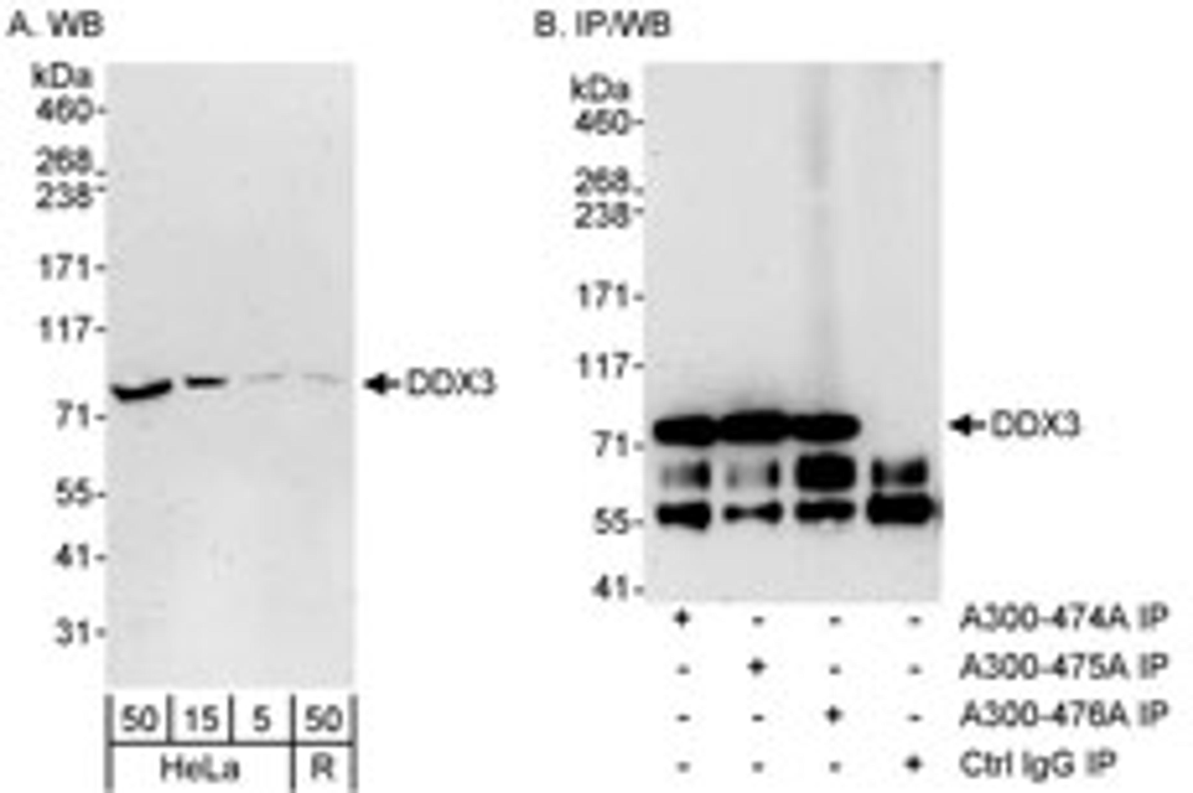 Detection of DDX3 by western blot and immunoprecipitation.