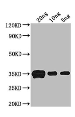 Western Blot. Positive WB detected in: recombinant protein. All lanes: crr Antibody at 1:1000. Secondary. Goat polyclonal to rabbit IgG at 1/50000 dilution. Predicted band size: 33 kDa. Observed band size: 33 kDa. 