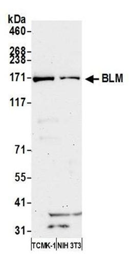 Detection of mouse BLM by western blot.