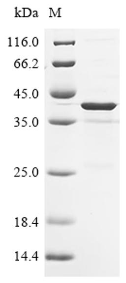 (Tris-Glycine gel) Discontinuous SDS-PAGE (reduced) with 5% enrichment gel and 15% separation gel.