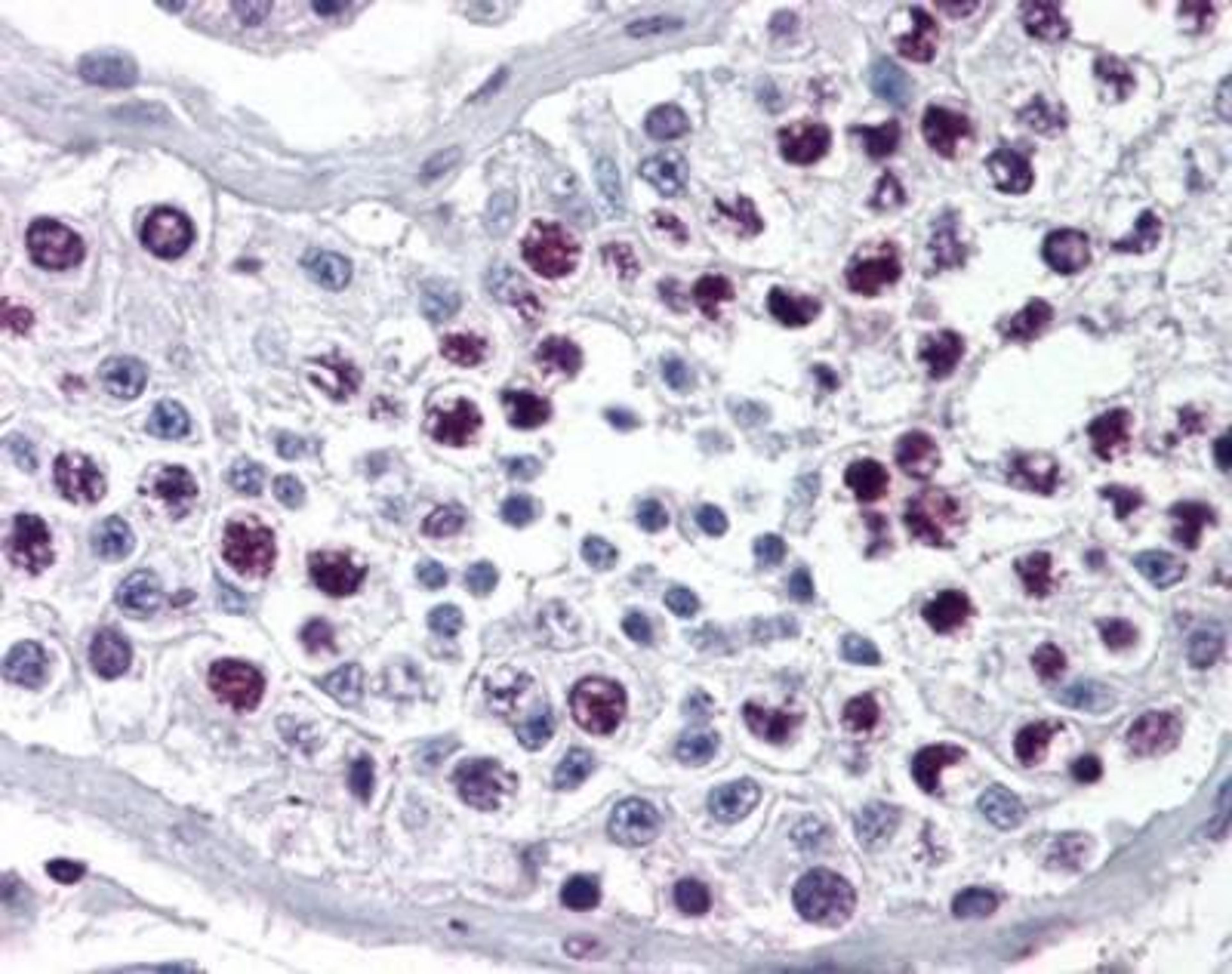 Immunohistochemistry-Paraffin: Cyclin A1 Antibody [NBP1-02902] - Staining of human testis.