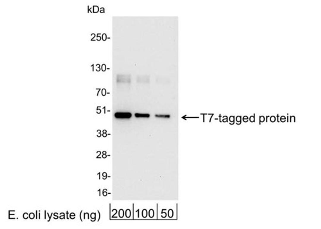 Detection of T7-tagged Protein by WB.