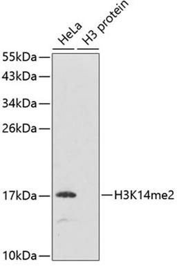 Western blot - DiMethyl-Histone H3-K14 antibody (A5278)