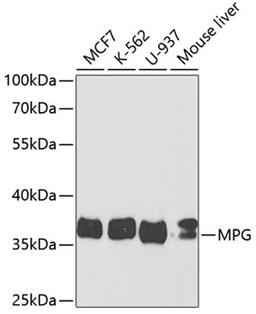 Western blot - MPG antibody (A5410)