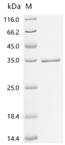 (Tris-Glycine gel) Discontinuous SDS-PAGE (reduced) with 5% enrichment gel and 15% separation gel.