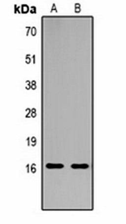 Western blot analysis of  Hela (Lane1), NIH3T3 (Lane2) whole cell lysates using Histone H3 (TriMethyl K18) antibody