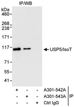 Detection of human USP5/IsoT by western blot of immunoprecipitates.