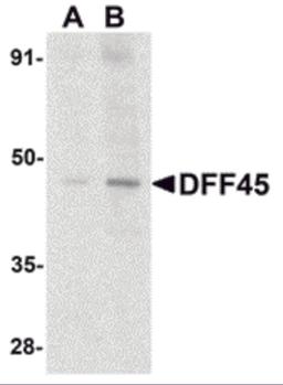 Western blot analysis of DFF45 in HeLa cell lysate with DFF45 antibody at (A) 1 and (B) 2 μg/mL.