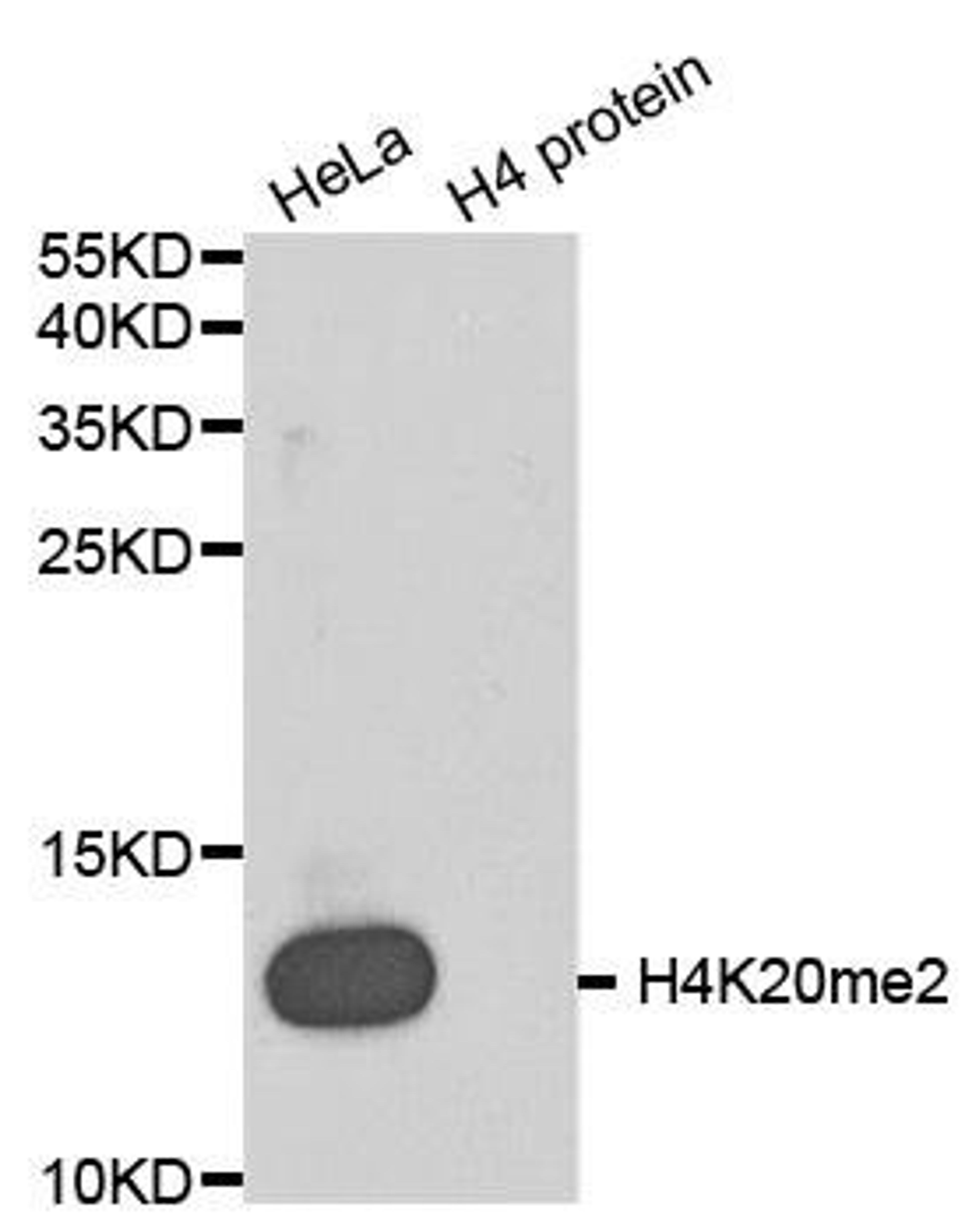 Western blot analysis of extracts of HeLa cell line and H4 protein expressed in E.coli using HIST2H4A antibody