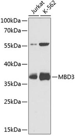 Western blot - MBD3 antibody (A2251)