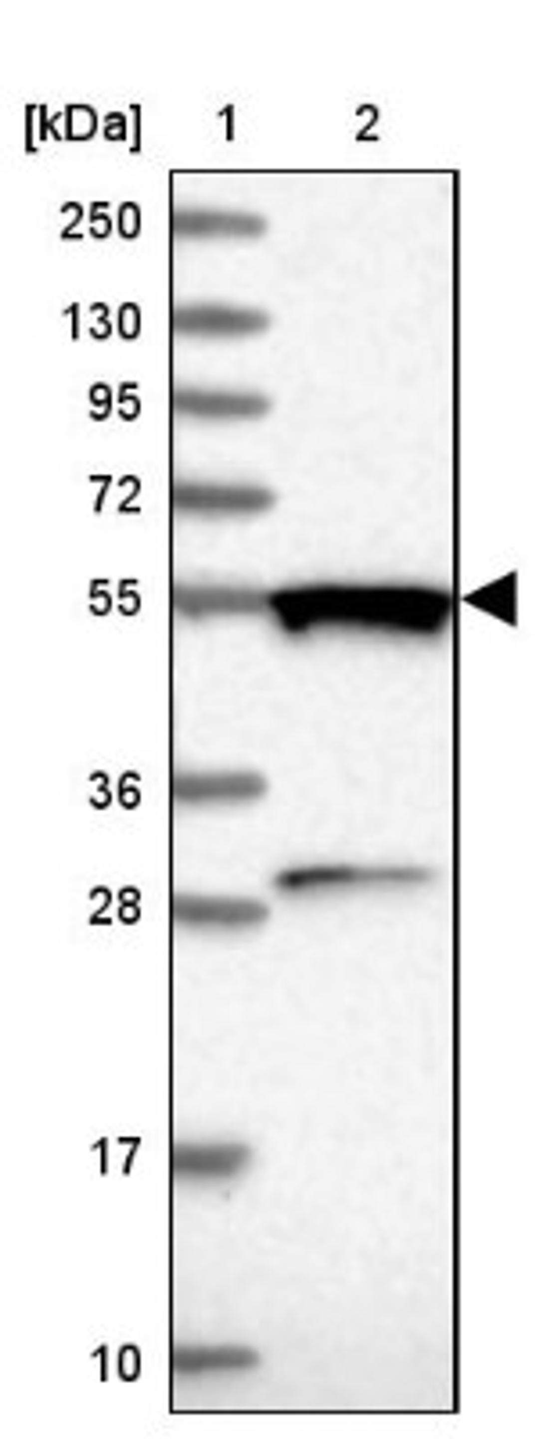 Western Blot: GTPBP3 Antibody [NBP1-91974] - Lane 1: Marker [kDa] 250, 130, 95, 72, 55, 36, 28, 17, 10<br/>Lane 2: Human cell line RT-4