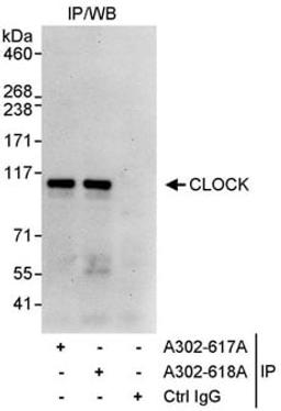 Detection of human CLOCK by western blot of immunoprecipitates.