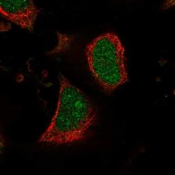 Immunocytochemistry/Immunofluorescence: CCDC27 Antibody [NBP1-91759] - Staining of human cell line U-251 MG shows positivity in nucleus but not nucleoli.