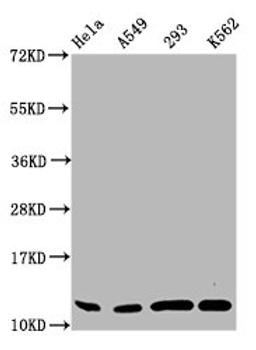 Western Blot. Positive WB detected in: Hela whole cell lysate, A549 whole cell lysate, 293 whole cell lysate, K562 whole cell lysate. All lanes: HIST1H4A antibody at 0.5µg/ml. Secondary. Goat polyclonal to rabbit IgG at 1/50000 dilution. Predicted band size: 12 kDa. Observed band size: 12 kDa