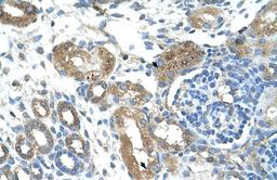 Antibody used in IHC on Human kidney.