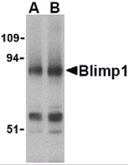 Western blot analysis of Blimp-1 in mouse lung tissue lysate with Blimp-1 antibody at (A) 0.5 and (B) 1μg/mL.