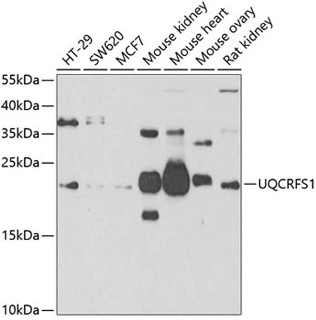 Western blot - UQCRFS1 antibody (A6784)