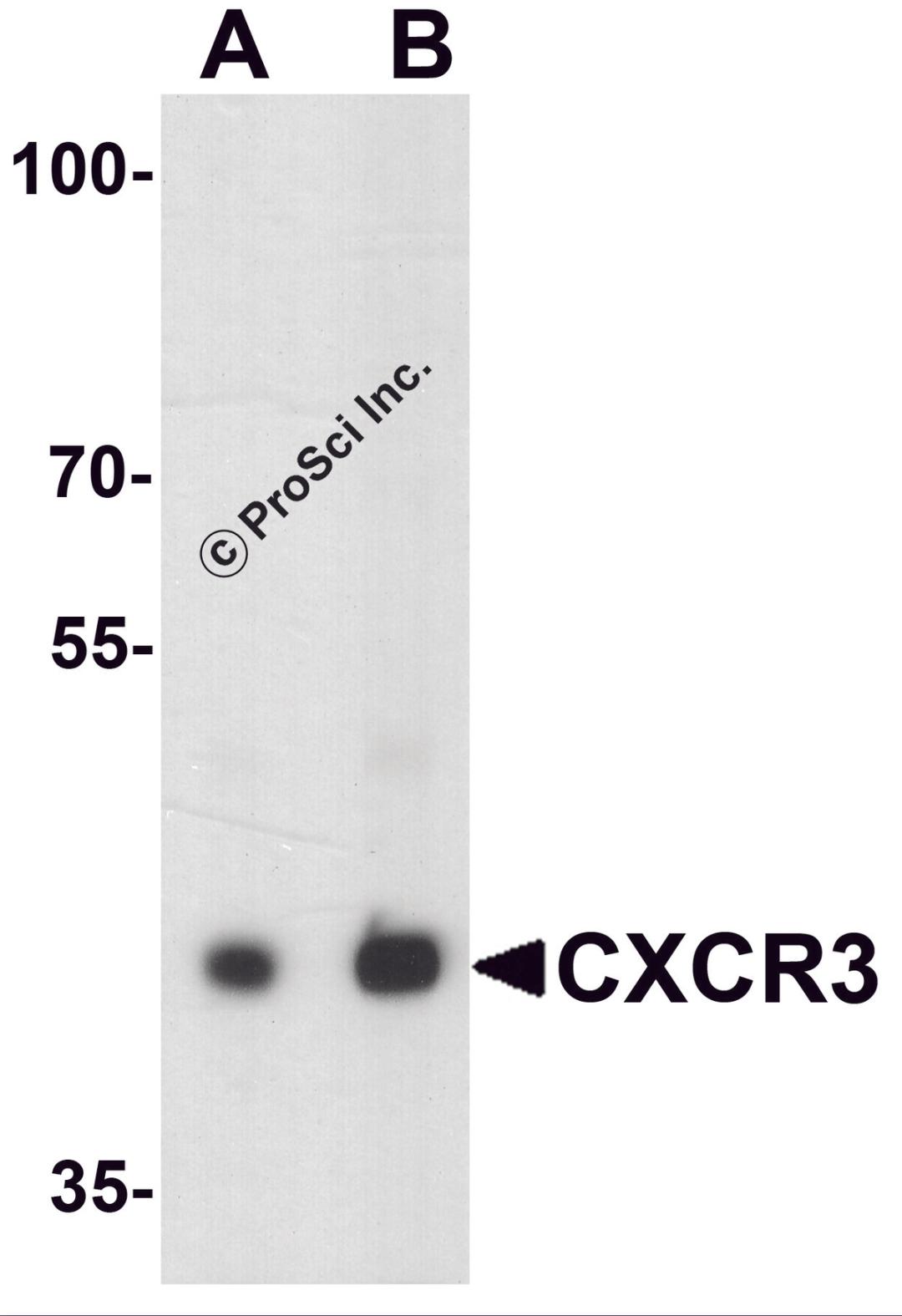 Western blot analysis of CXCR3 in HepG2 lysate with CXCR3 antibody at (A) 1 and (B) 2 &#956;g/ml.