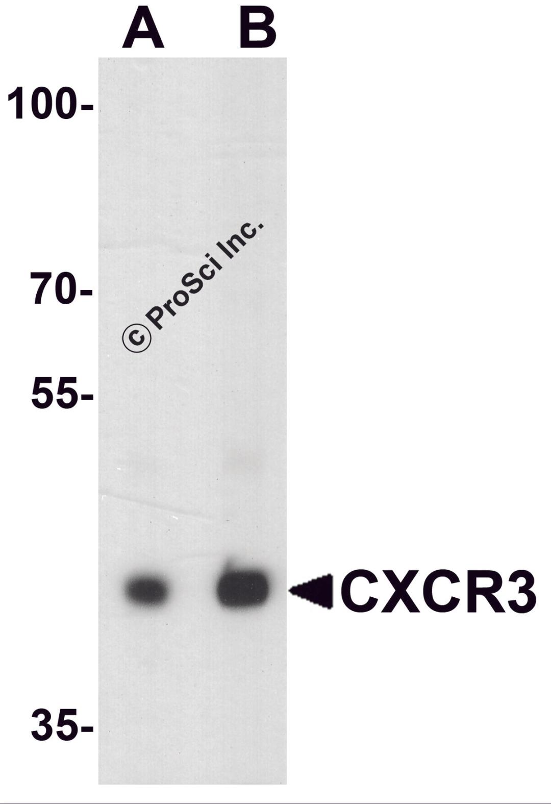 Western blot analysis of CXCR3 in HepG2 lysate with CXCR3 antibody at (A) 1 and (B) 2 μg/ml.