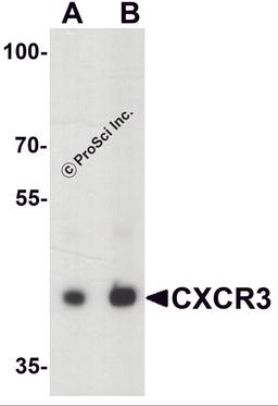 Western blot analysis of CXCR3 in HepG2 lysate with CXCR3 antibody at (A) 1 and (B) 2 μg/ml.