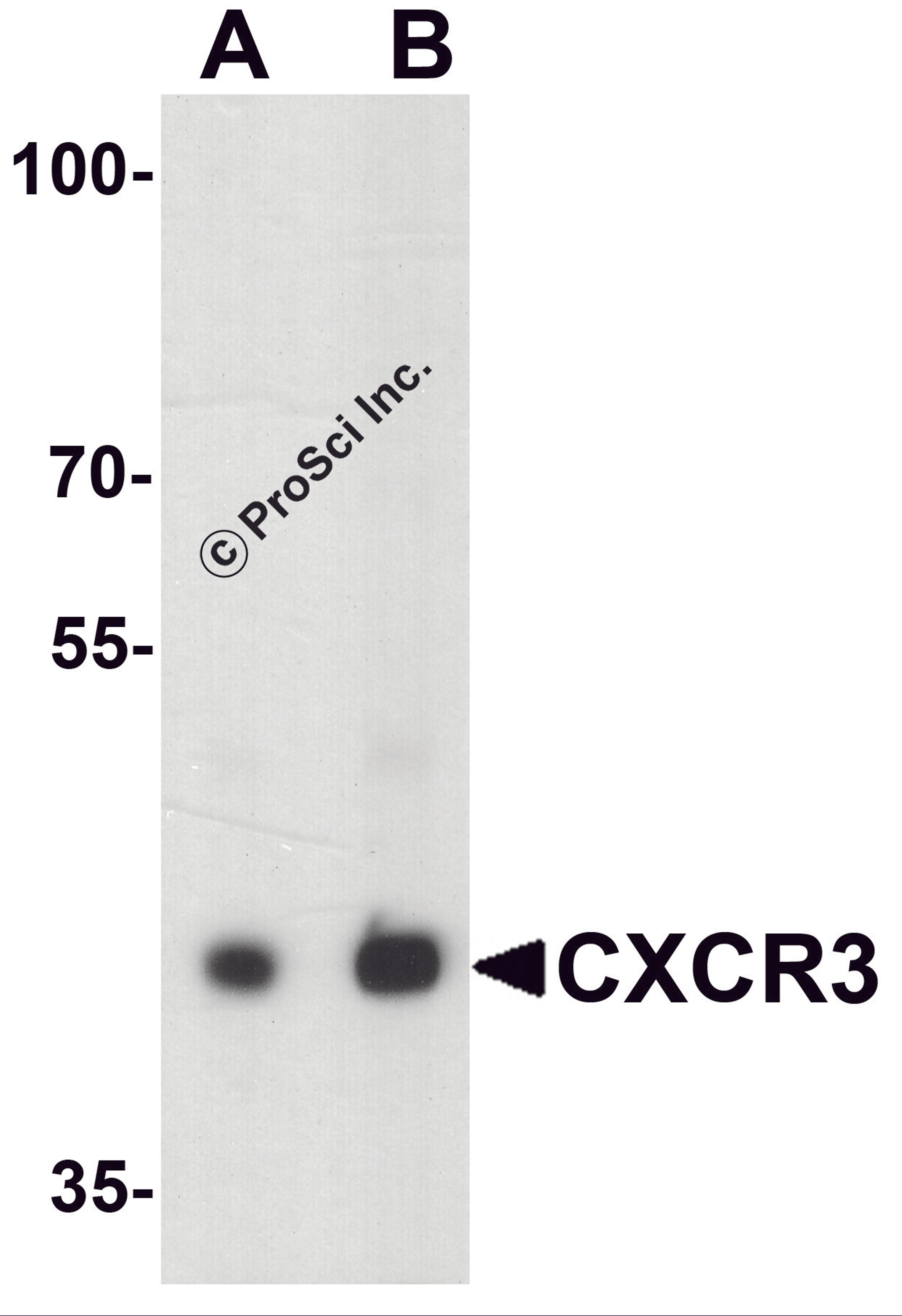 Western blot analysis of CXCR3 in HepG2 lysate with CXCR3 antibody at (A) 1 and (B) 2 μg/ml.