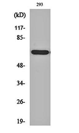 Western blot analysis of 293 cell lysates using POTE14/22 antibody