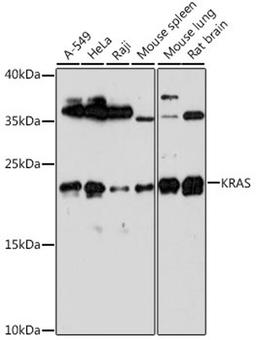 Western blot - KRAS antibody (A1190)