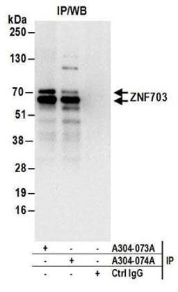 Detection of human ZNF703 by western blot of immunoprecipitates.