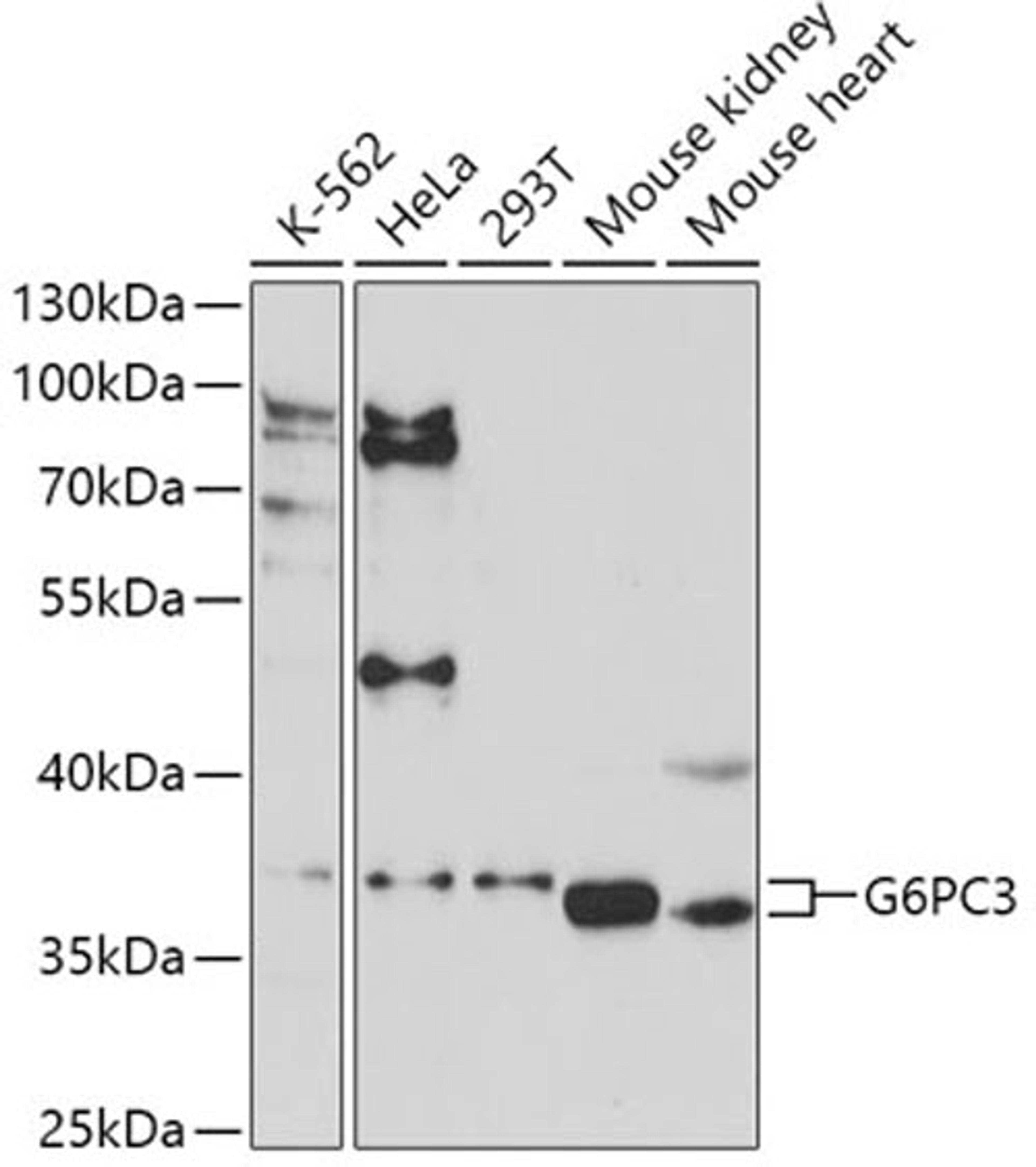 Western blot - G6PC3 antibody (A16234)