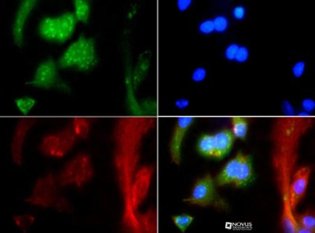 Immunocytochemistry/Immunofluorescence: Mas Antibody [NBP1-78444] - MAS1 antibody was tested at 1:25 in HepG2 cells with FITC (green). Nuclei were counterstained with Dapi (blue).