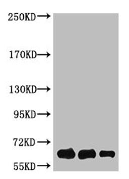 Western Blot analysis of Luciferase protein using antibody diluted at 1:1000