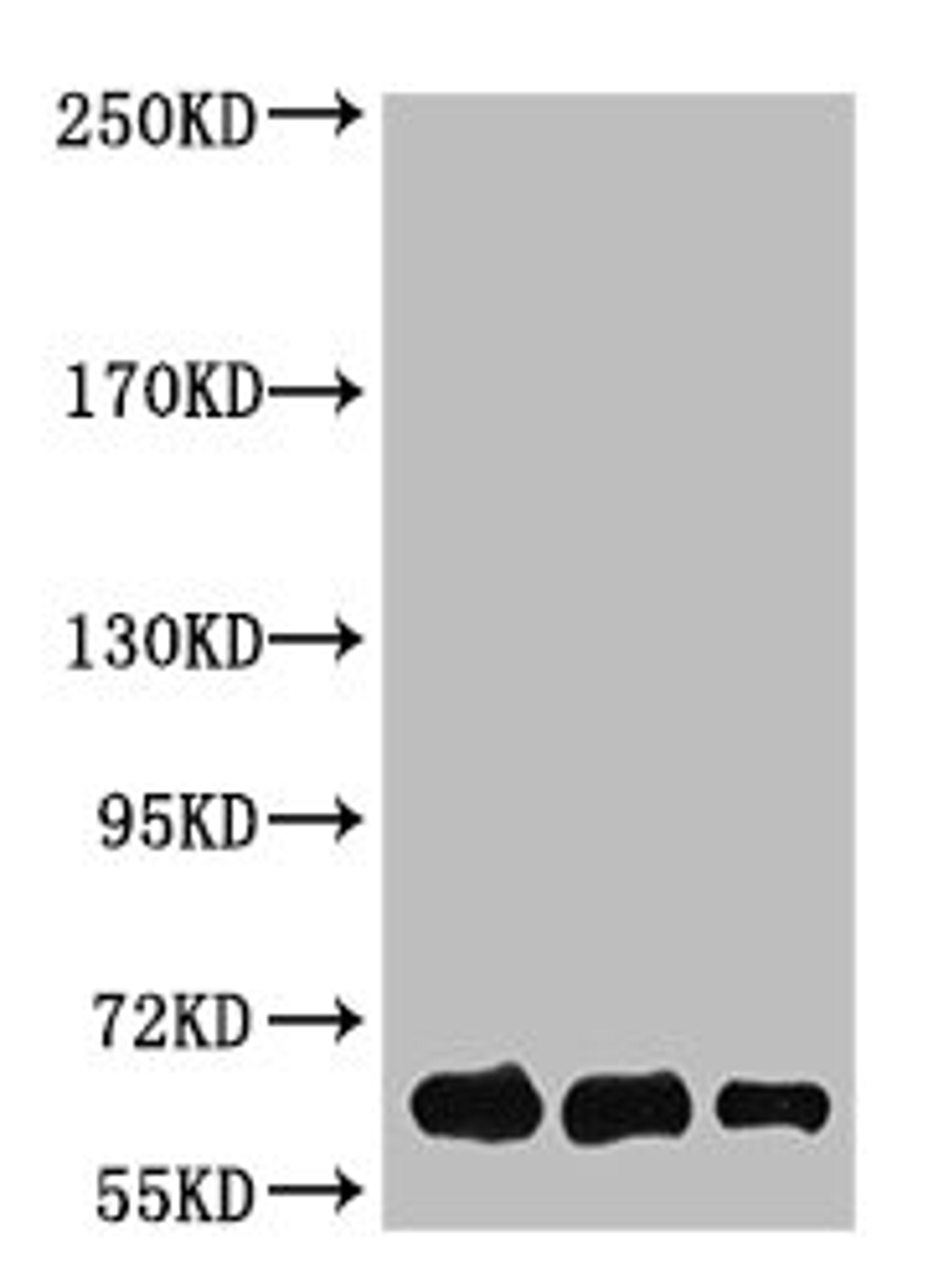 Western Blot analysis of Luciferase protein using antibody diluted at 1:1000