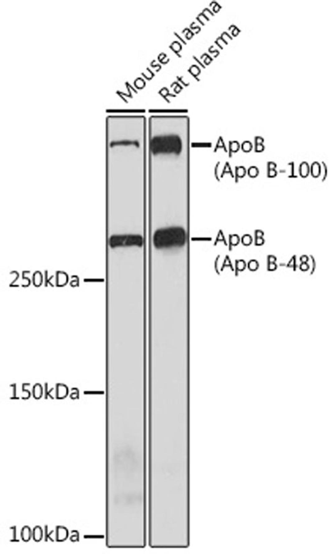 Western blot - ApoB Rabbit mAb (A4184)