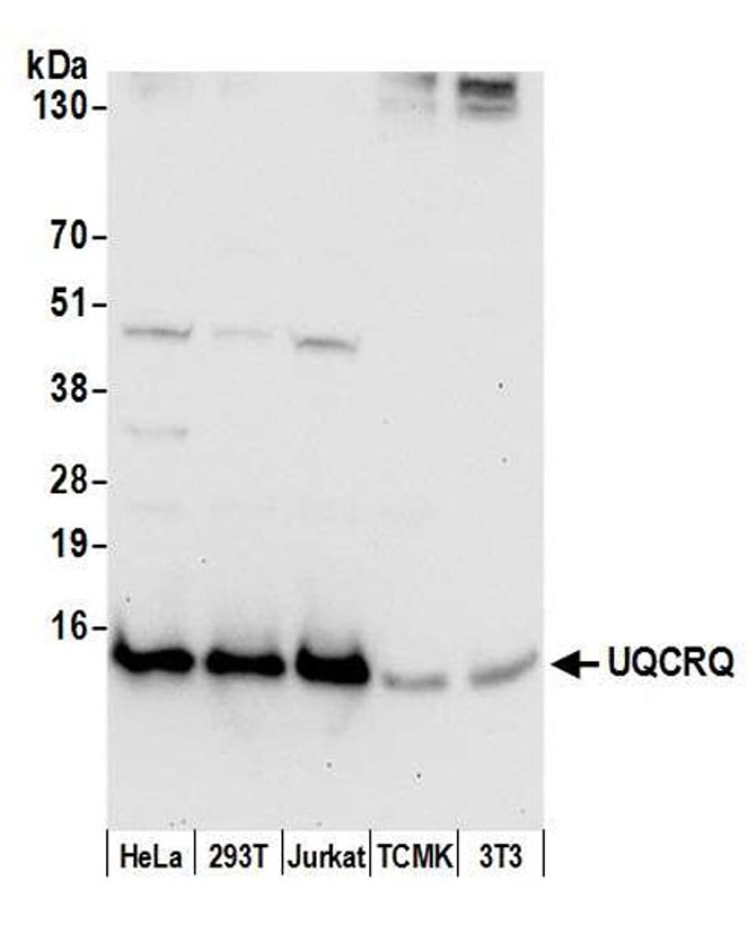 Detection of human and mouse UQCRQ by WB.