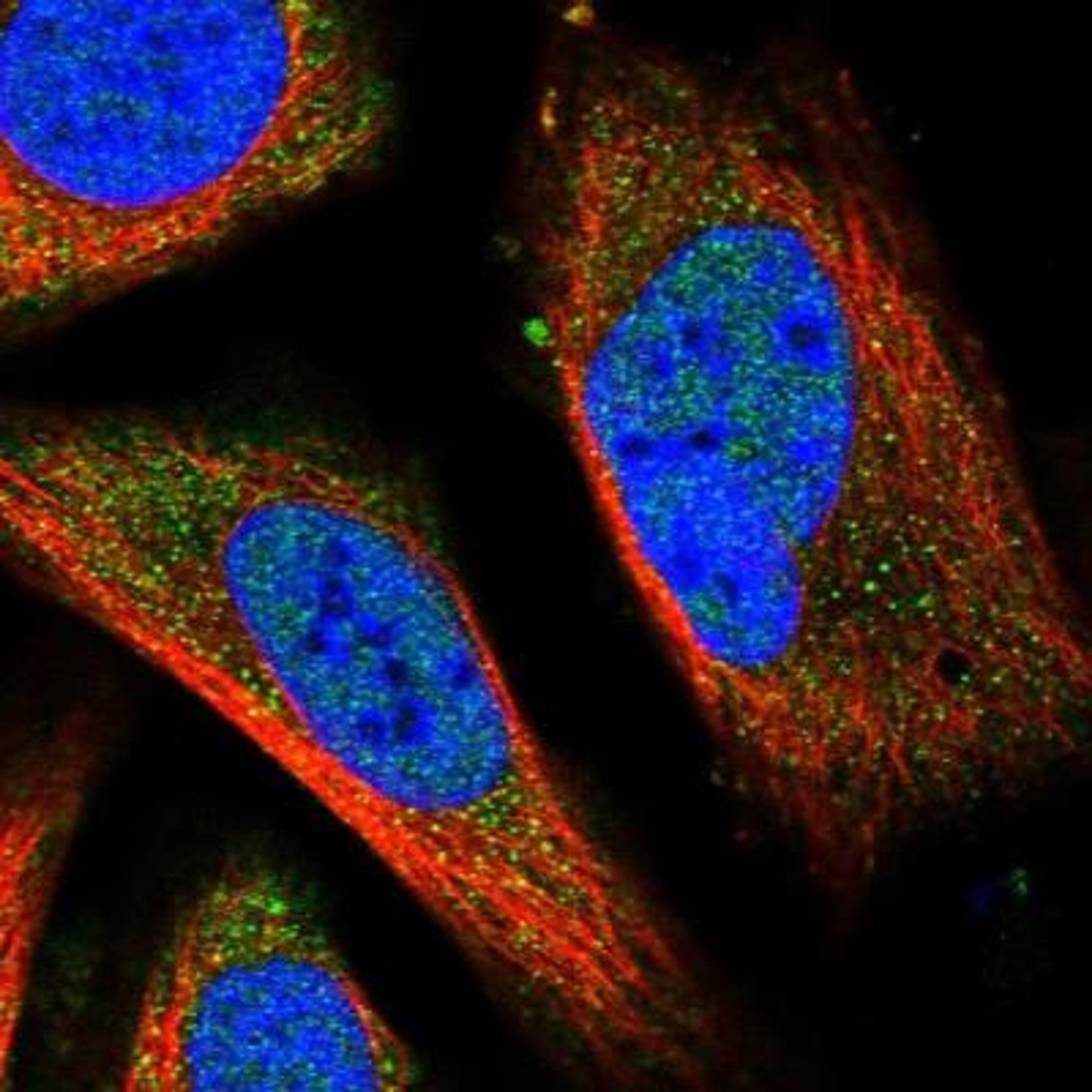 Immunocytochemistry/Immunofluorescence: TOX3 Antibody [NBP1-86676] - Immunofluorescent staining of human cell line U-2 OS shows positivity in nucleus but not nucleoli & cytoplasm.