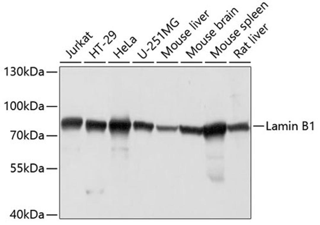 Western blot - Lamin B1 antibody (A16909)