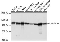 Western blot - Lamin B1 antibody (A16909)