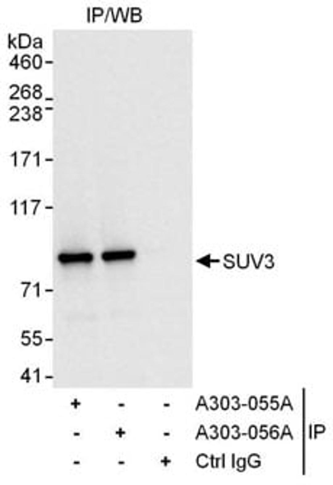 Detection of human SUV3 by western blot of immunoprecipitates.