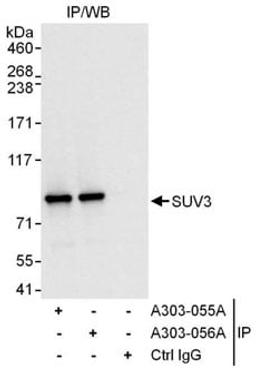 Detection of human SUV3 by western blot of immunoprecipitates.