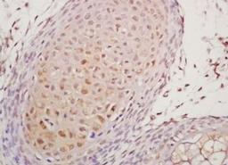 Immunohistochemical analysis of formalin-fixed paraffin embedded liver of mouse embryo tissue using P2Y9 antibody (dilution at 1:200)