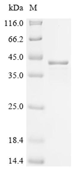 (Tris-Glycine gel) Discontinuous SDS-PAGE (reduced) with 5% enrichment gel and 15% separation gel.