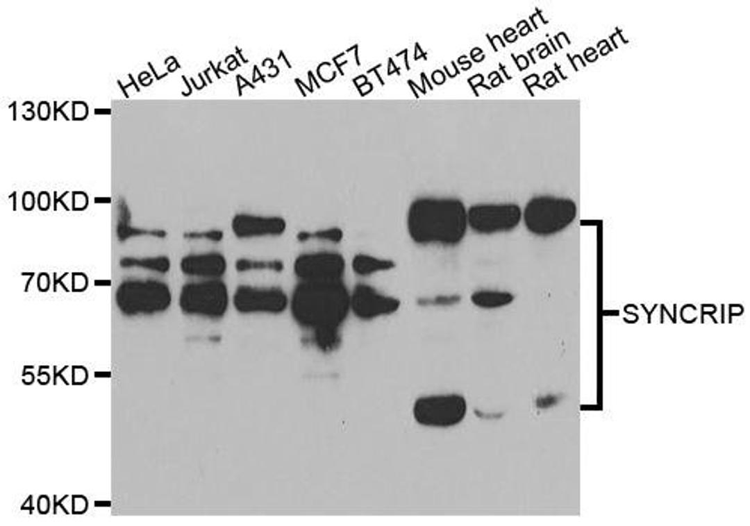 Western blot analysis of extracts of various cell lines using SYNCRIP antibody